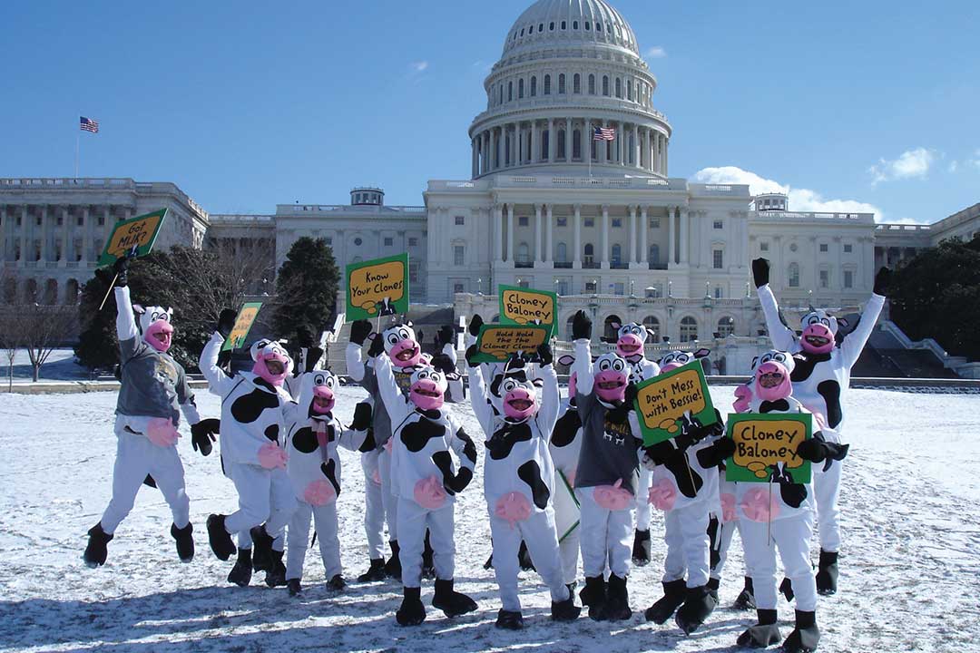 Als Kühe verkleidete Menschen